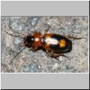 Badister bullatus - Laufkaefer 01a 6mm - Sandgrube Niedringhaussee.jpg